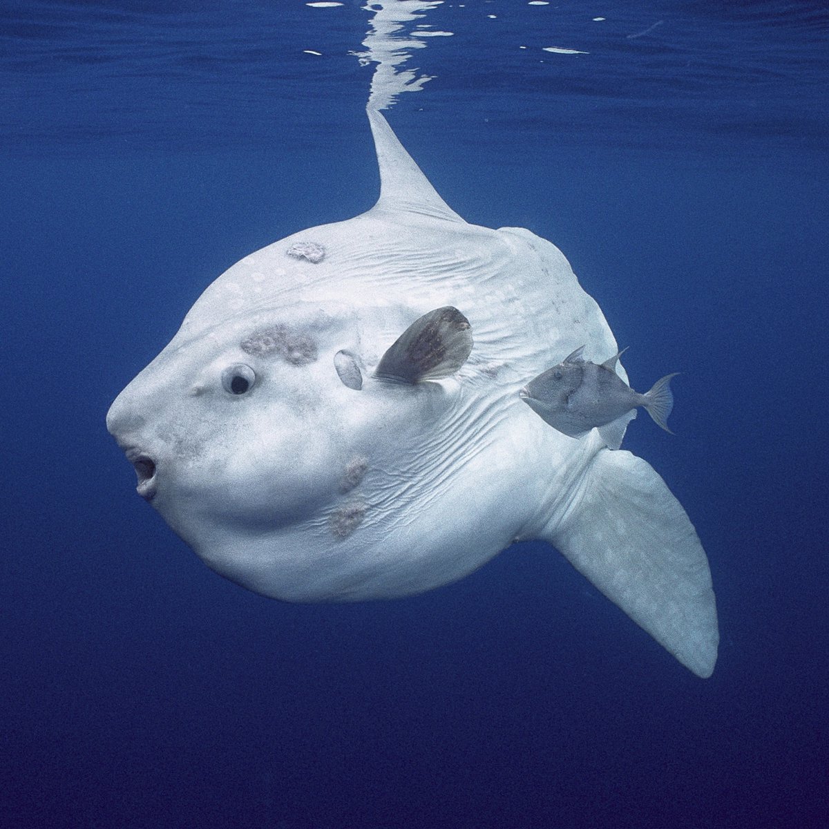 _GCS_'s tweet photo. A new #MPA in #Turkey conserves 1.2+ mil ha region including parts of the #Mamara #Sea providing important habitat for several species including the #Ocean #Sunfish or Mola mola!
#conservationoptimism #LetNatureThrive Photo: Hiroya Minakuchi
https://t.co/YSn3fLaYi0 https://t.co/FogJz8QGNQ