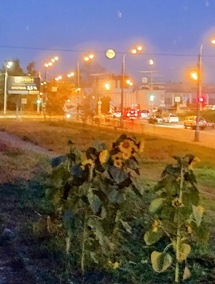 луна буйствует в эти вечера..
