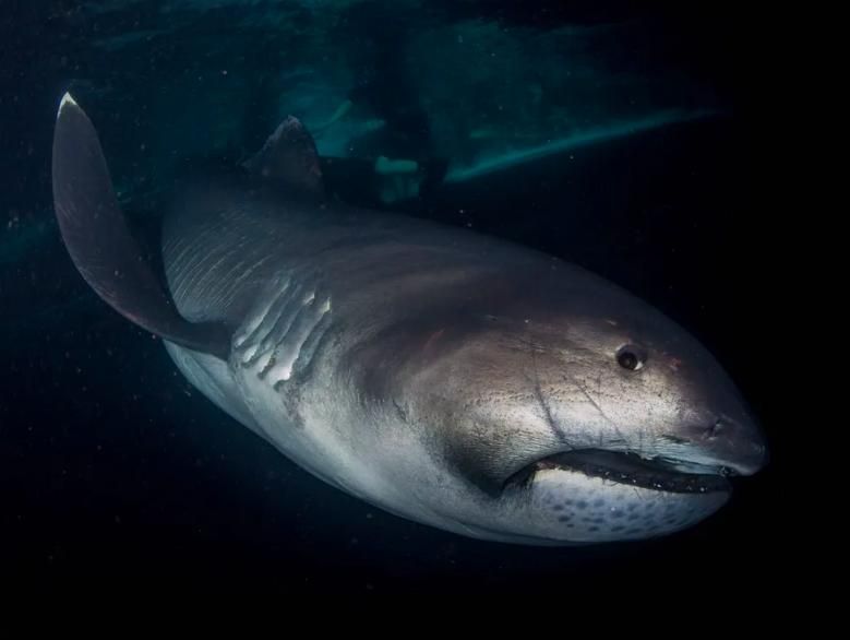 mcmsharksxx's tweet photo. A Megamouth Shark’s Surprise Appearance Off Tanzania’s Coastline

This marks only the eighth encounter from the Indian Ocean and the sixth from Africa. 

https://t.co/zbxE1QIei4 https://t.co/Vdkm8GqANo