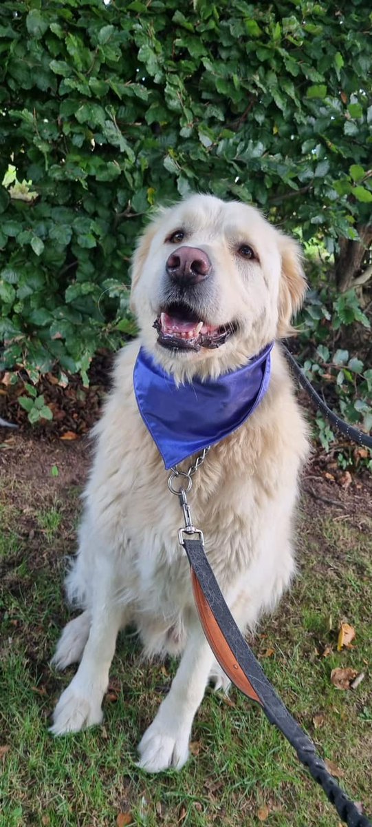 Another big lad is back looking for his home unfortunately Ralph’s home fell through after 4 months … his strength and desire to pull towards other dogs got him into a bit of bother, pulling his owners over
#Nottinghamshire #Sheffield #Derbyshire #Lincolnshire #Derby #mansfield