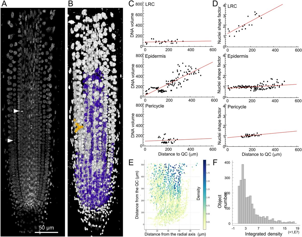 tp590's tweet photo. In situ polidy map for all plant organs with cell type and position resolution: root, leaf, cotyledon of tobacco, tomato, Arabidopsis.Euchromatin entropy as a marker of aging. https://t.co/9JgKHekSKc https://t.co/7AW2OnP6yw