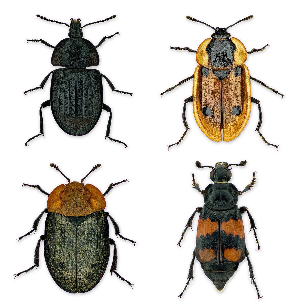 🇬🇧Carrion Beetles (Silphidae)
Carrion beetles play an incredibly important role in the ecosystem. These fascinating insects ensure that dead animals are naturally broken down. They are nature’s “recycling experts” and help maintain the balance in the cycle of life.
Though often