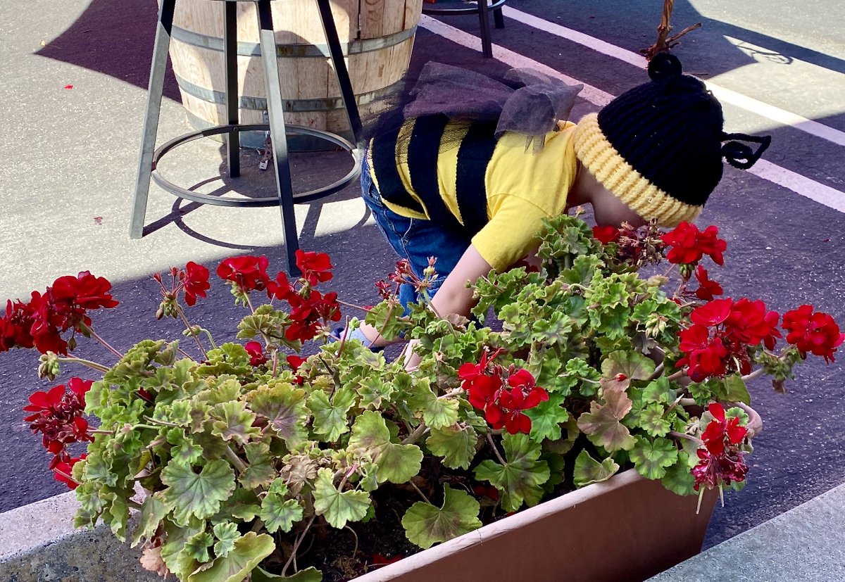 FlyingGoatWines's tweet photo. Ampelos Vineyard Harvest - https://t.co/xfwmQGenKO https://t.co/Fld0ao5rjJ