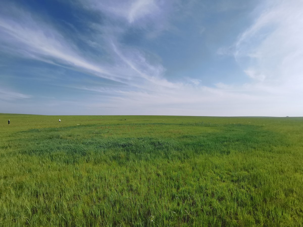 How does fairy ring formed? We revealed the role of fairy ring fungi in accelerating nitrogen cycling to promote grass growth (dark ring) in grasslands. sciencedirect.com/science/articl…