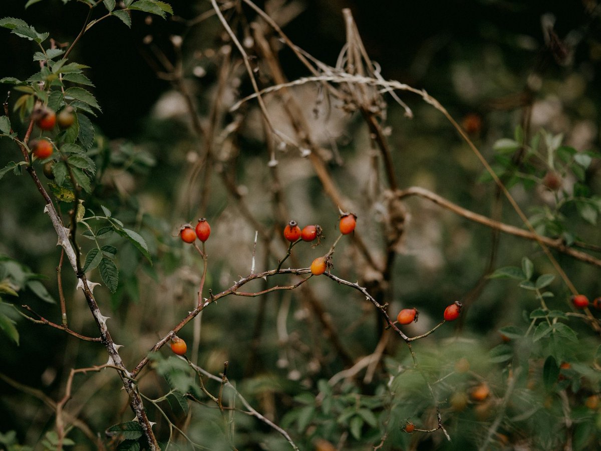 It’s Rosehip Harvest time at Crossbill! 🍂 Spotted any rosehip bushes near you? Know of a secret spot with stunning rosehips? Let us know! Every tip helps us craft our signature Scottish gins. #CrossbillDistilling #RosehipHarvest #ScottishGin