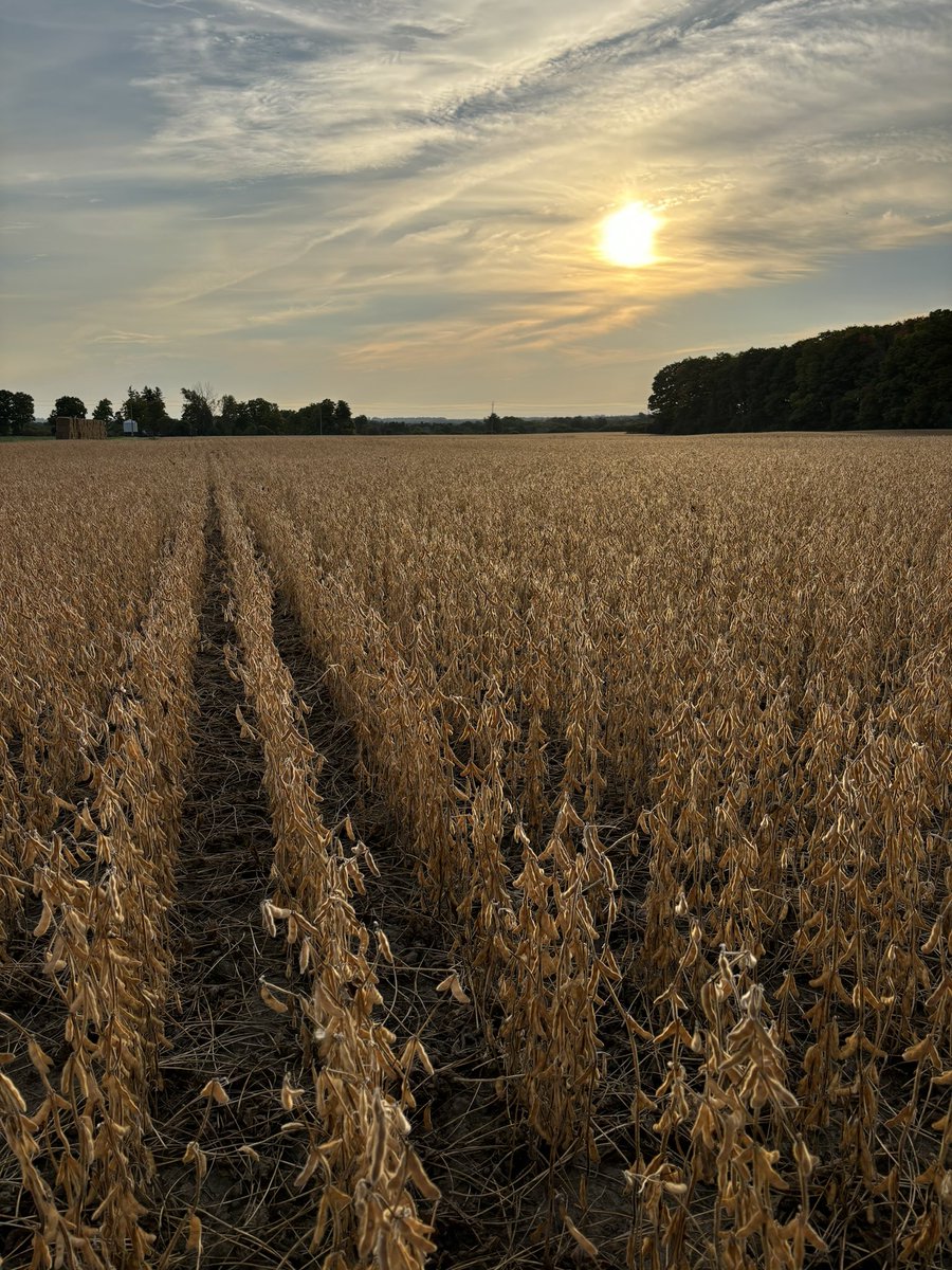 Was able to grab this picture of a field of vipers this morning moisture test came back at 13% <a href="/Maizex/">Maizex Seeds</a>