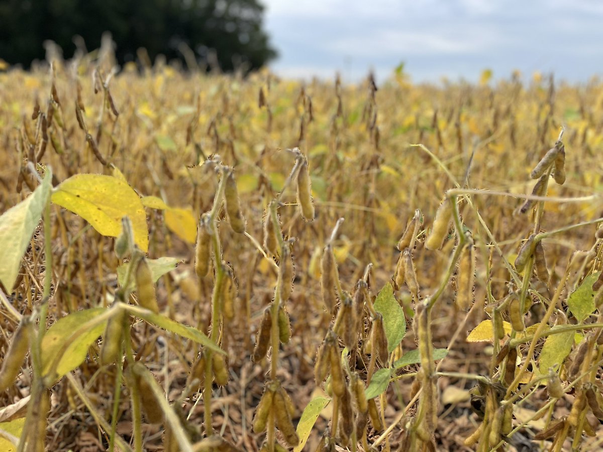 Gretchen Ronnevik tweet media