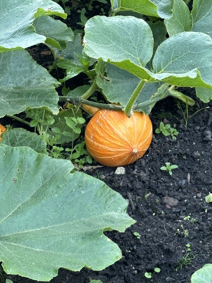 Continibites's tweet image. Looking pretty this morning #delhia #edible #flowers #grownforyou #ContiniKitchenGarden (well done team 🥰) #CannonballRestaurant #TheScottishCafe #ContiniGeorgeSt