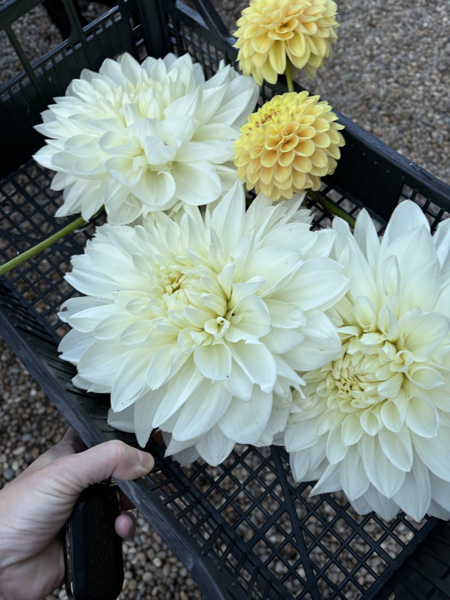 Continibites's tweet image. Looking pretty this morning #delhia #edible #flowers #grownforyou #ContiniKitchenGarden (well done team 🥰) #CannonballRestaurant #TheScottishCafe #ContiniGeorgeSt