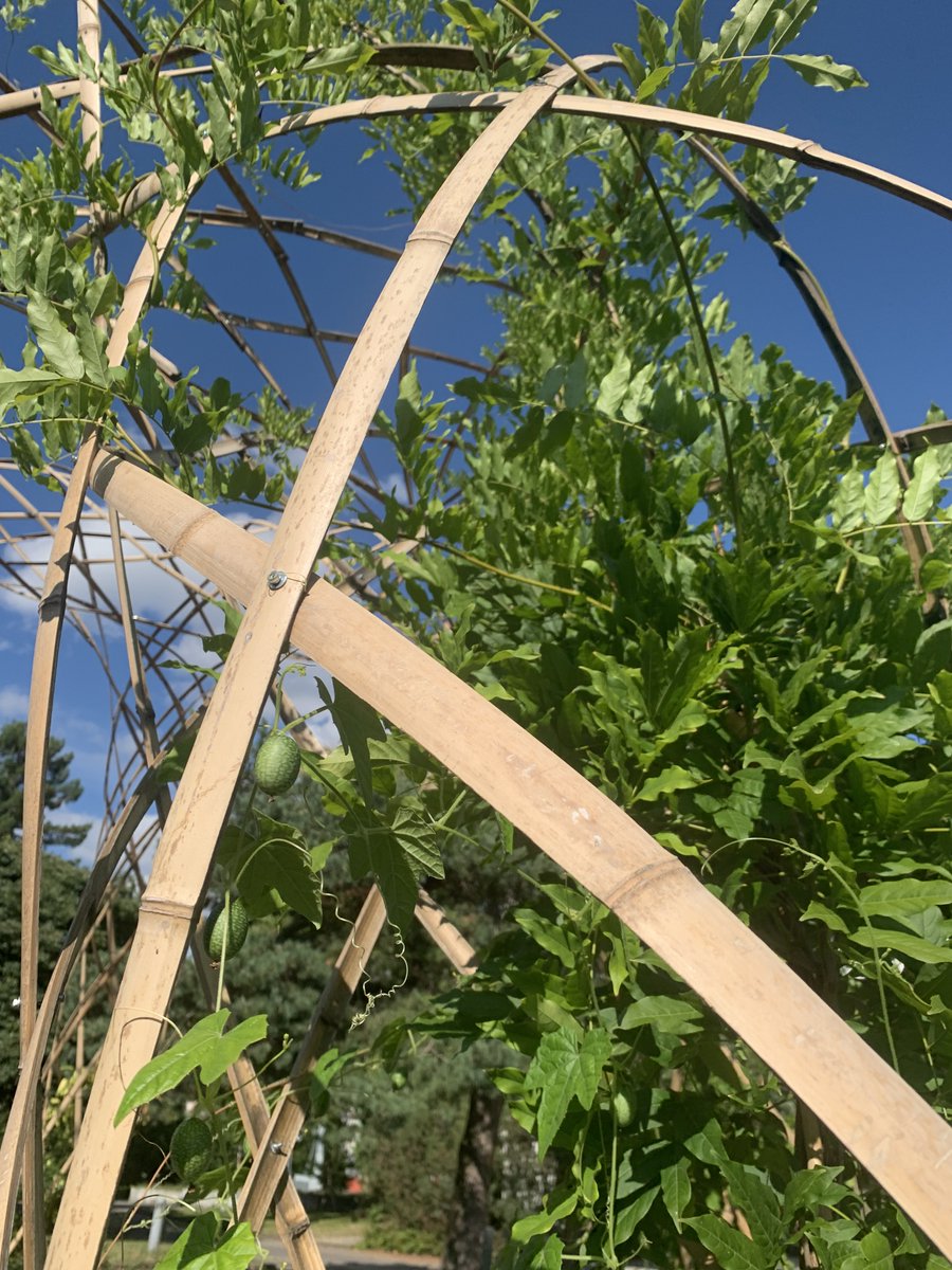 GCM_EPFL's tweet image. To celebrate world bamboo day 2024, here are a few impressions of our recent pavilion that we constructed with school children and teachers at the Collège de l'Elysée in Lausanne. A video documenting the process and outcome will be posted shortly!
bamx.epfl.ch
#bamboo
