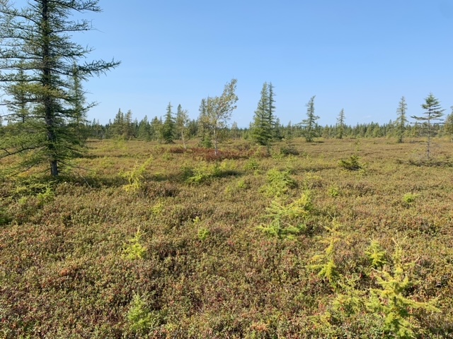 These photos are 1 week apart and you can already see a small change in the colour  

Site: Grande Plée Bleue, QC, Canada  

📸: taken by member of the public as part of the Tracking the Colour of Peatlands project  #PeatTwitter #PeatColours
