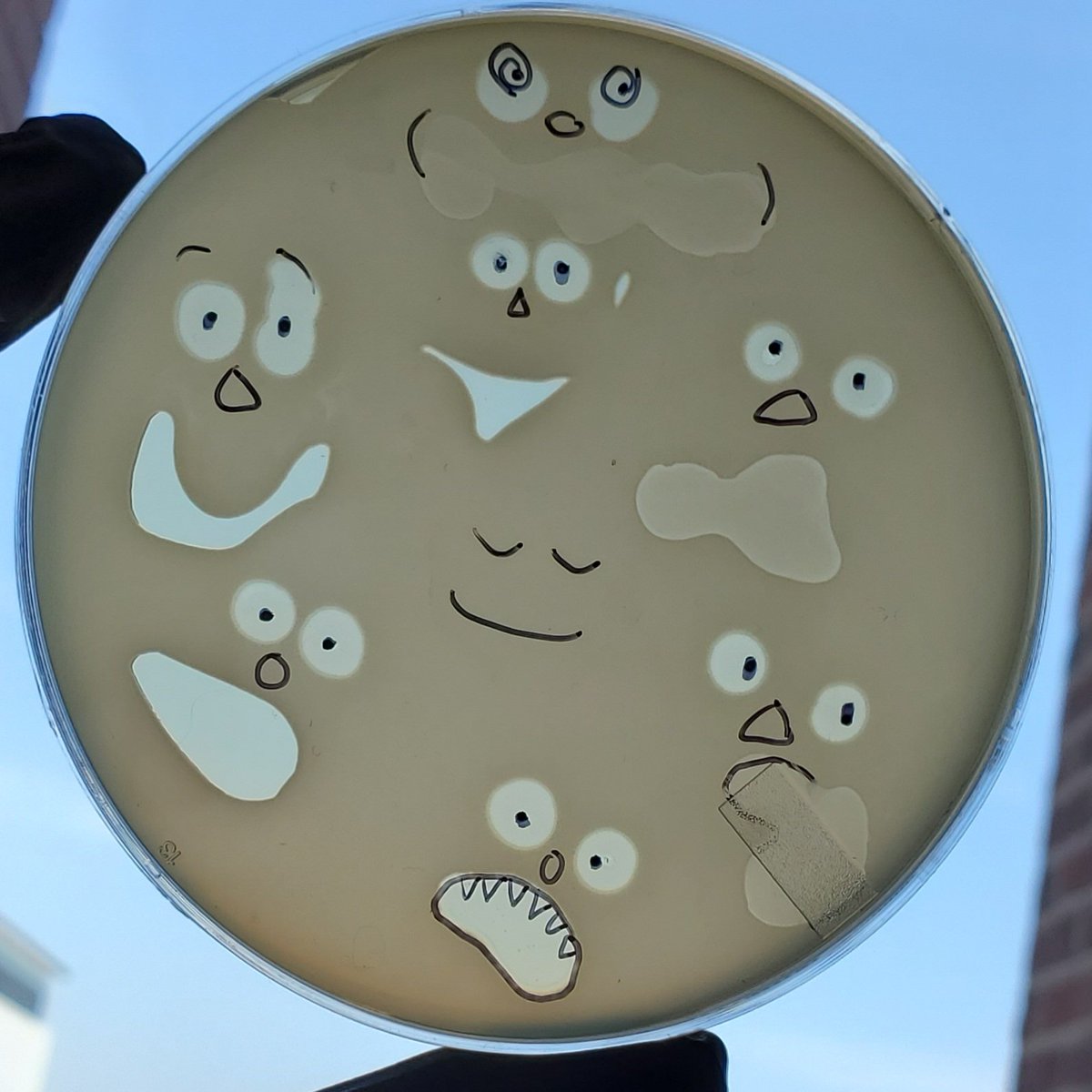 Klebsi_Ella_R's tweet image. Little plate of horrors.