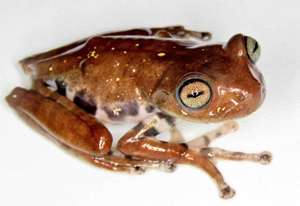 biomauro_rtg's tweet photo. 🐸Estudia en el corazón de la selva amazónica, aprende de los mejores científicos y adquiere experiencia práctica en conservación en el programa de #IngenieríaDeEcosistemas de la Universidad @u_ikiam
Listo para marcar la diferencia?
🐍🐟🪲🦋🌳🦜 #Ikiam https://t.co/TAhRHl0R1N https://t.co/Fs54bKGKA0