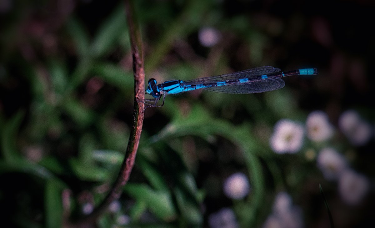 Sam_Alexandra23's tweet photo. Hi Gang! It's a #bug sharing kind of day. Share your best close up of #insects and I'll retweet best and best efforts. Remember this is about #photography. Enjoy your day out there! #Damselfly #Hoverfly #BlueDasher📸🇨🇦 https://t.co/iY3bOUSOKZ