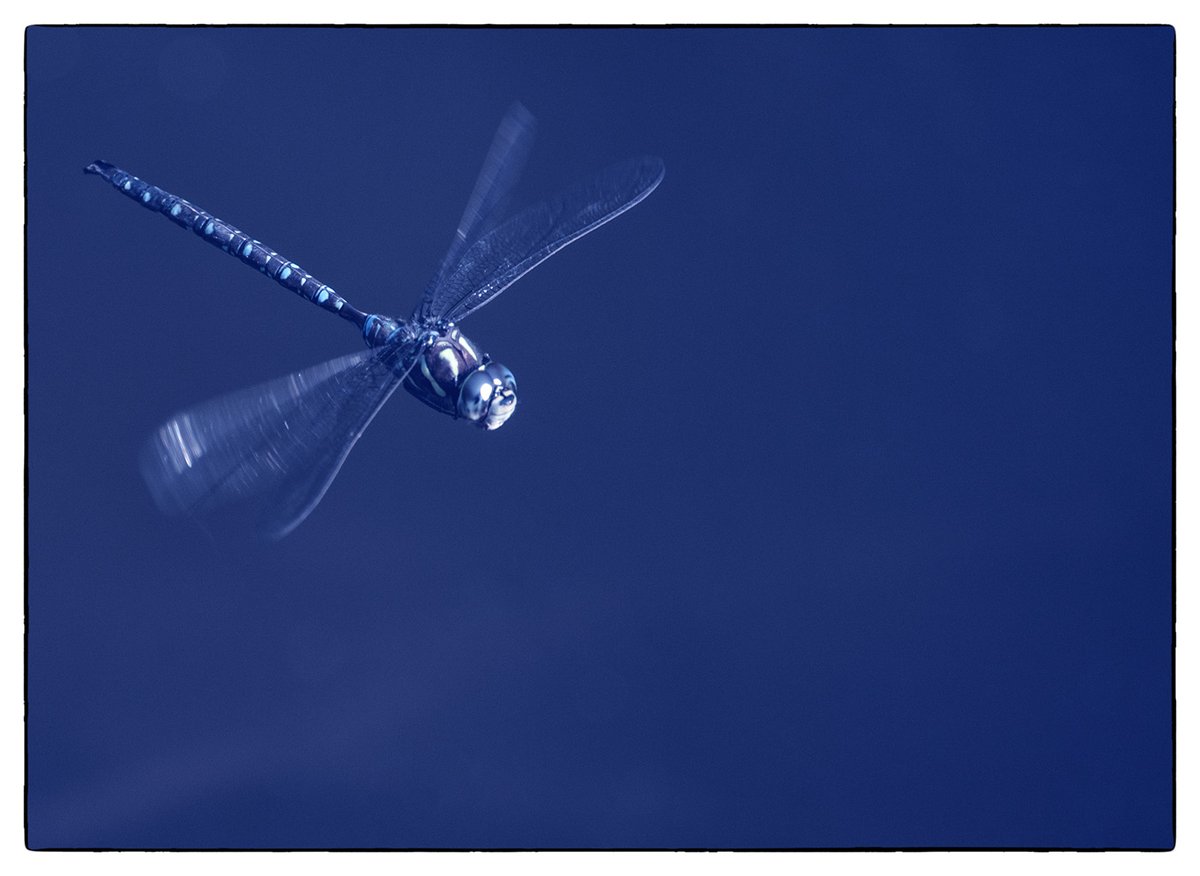 Sam_Alexandra23's tweet photo. Hi Gang! It's a #bug sharing kind of day. Share your best close up of #insects and I'll retweet best and best efforts. Remember this is about #photography. Enjoy your day out there! #Damselfly #Hoverfly #BlueDasher📸🇨🇦 https://t.co/iY3bOUSOKZ