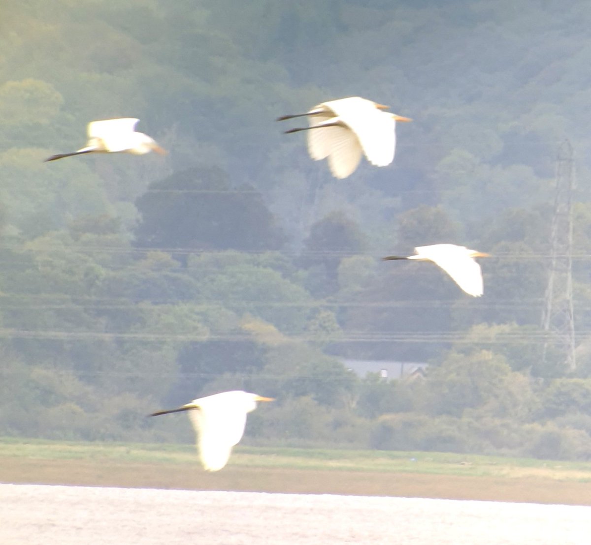 5 Great Egrets were a surprise at Northwick Wharf this morning