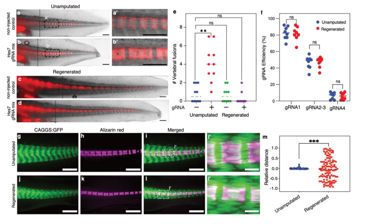 A. Sánchez Alvarado tweet media
