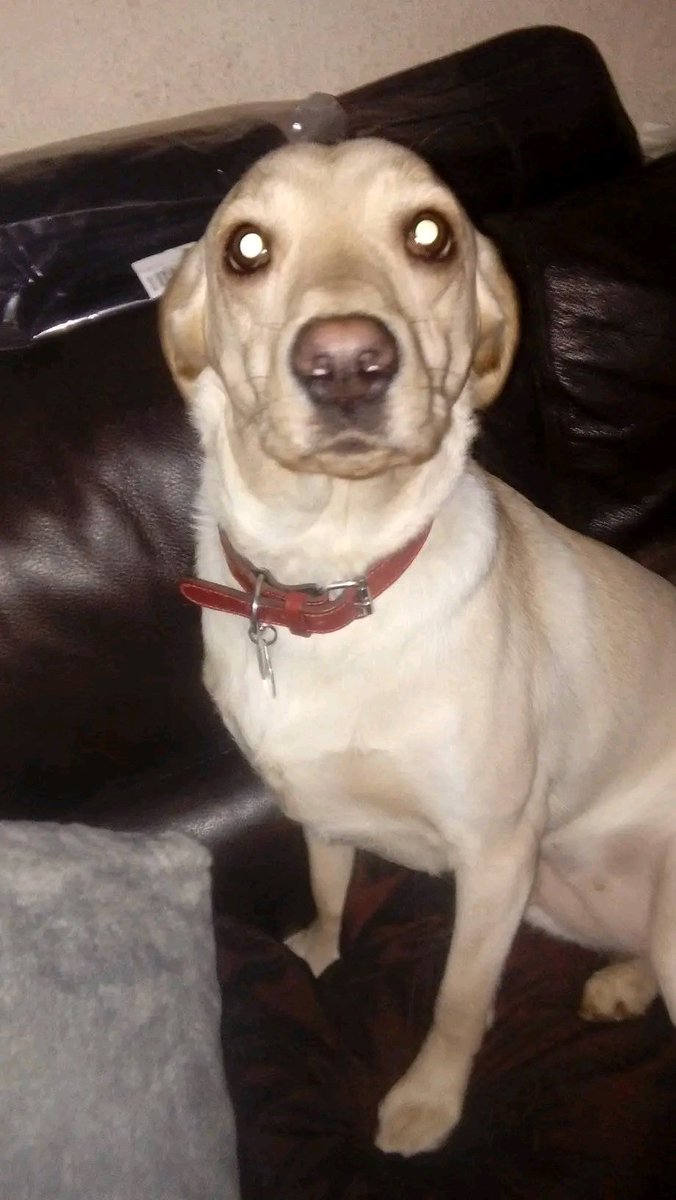 Last week our big beautiful girl Kayla fell sick and would not eat anything for 4 days. After bloods and a anti sickness drug she is now on the mend. Apparently there is a nasty bug doing the rounds effecting dogs. Our fur babies really make us worry