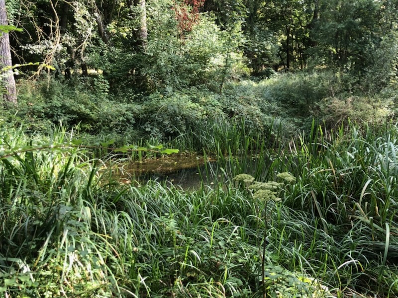 A lovely short walk in #Fineshade Wood this afternoon. It reaaly is one of jewels in the #RockinghamForest crown