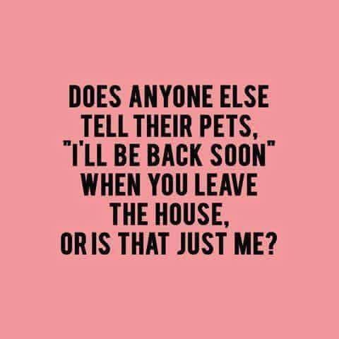 Dog Lovers tweet media