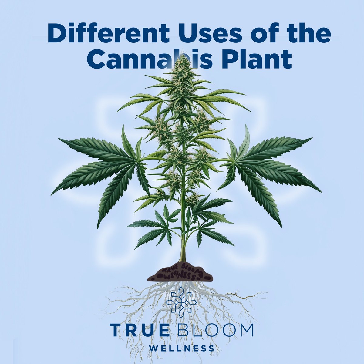 truebloomwell's tweet photo. Swipe through to discover how each part of the cannabis plant can be used to its fullest potential! With over 50,000 known uses, this versatile plant offers solutions for wellness, sustainability, and beyond.

#CannabisEducation #HempPlant #TrueBloomWellness #Hemp #cannabisusa https://t.co/9YmRDHoRs0