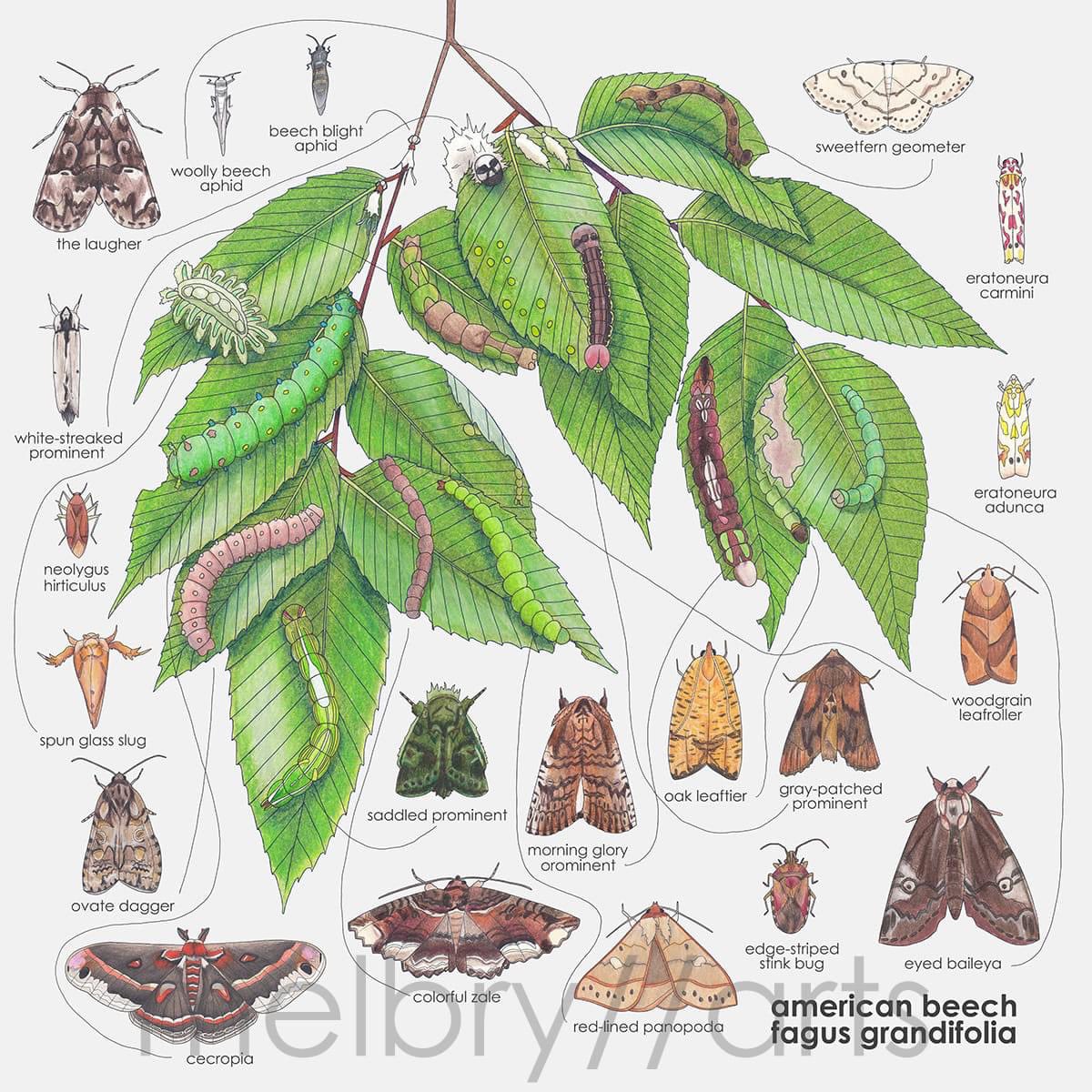 I often find that people have never heard of “host plants” 

Host plants are the **native** species on which certain insects lay their eggs. They have evolved together over thousands of years, and they cannot switch to something else

Plant natives!

Artwork by Melissa Bryant