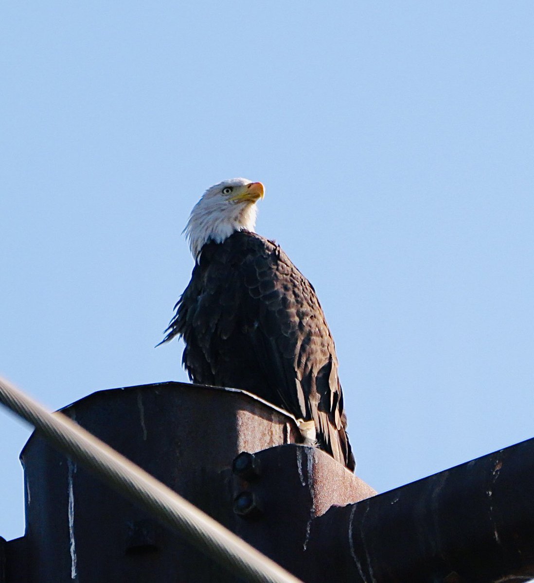 #baldeagle visiting