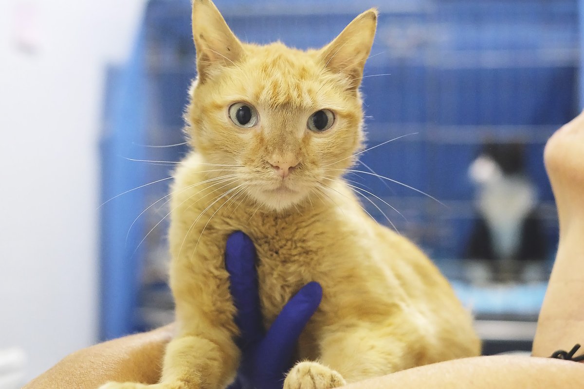 L'Ohana (2 anys) va arribar amb fractura al paladar, segurament per caiguda de balcó, i ja l'hem operat. Va estar dies sense menjar perquè estava trista. És un encant de gata que necessita una família! protectoramataro.org/adopta-un-anim…