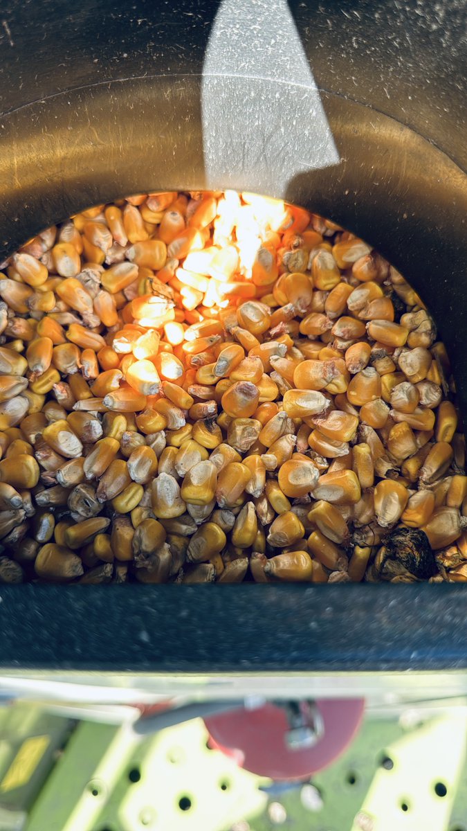 AgroConceptos's tweet photo. 🌽 Ensayo de Maíz: Comparación entre Siembra Directa y Labranza Reducida 🌱

En nuestro campo La Rosada, Nogoyá, Entre Ríos, realizamos un ensayo con el objetivo de comparar el impacto de dos tratamientos de manejo del suelo sobre el rendimiento y el índice NDVI del cultivo de maíz.

📍 Localización: Campo La Rosada, Nogoyá, Entre Ríos, Argentina.

📅 Fecha de Siembra: 31 de Agosto de 2023

📏 Densidad de Siembra: 46,153 semillas/ha

💧 Tratamientos:
-Drenaje Subterráneo + Labranza Reducida
-Siembra Directa (Testigo)

⚡ Fertilización:
Inicial: 60 kg/ha de MAP
Adicional: 200 kg/ha de urea

🔍 Resultados:
NDVI Máximo 🌱:
Mínima Labranza: 0.85 (+6.25% vs. Siembra Directa)
Siembra Directa: 0.8

Rendimiento (kg/ha) 🚜:Mínima Labranza: 5,701 kg/ha (+11.17% vs. Siembra Directa)
Siembra Directa: 5,128 kg/ha

💡 Este ensayo muestra que, bajo las condiciones de nuestro campo, la labranza reducida combinada con drenaje subterráneo logró un incremento significativo tanto en el índice NDVI como en el rendimiento del maíz, superando a la siembra directa.

🔬 Próximos pasos: Es necesario realizar más ensayos en diferentes condiciones climáticas para obtener información adicional y tomar decisiones más informadas para el manejo de todo el campo.

#Maíz #Agricultura #SiembraDirecta #LabranzaReducida #Rendimiento #Campo #Fertilización #EnsayosAgrícolas #NDVI #AgTech #Nogoyá #EntreRíos #Agro #Farming