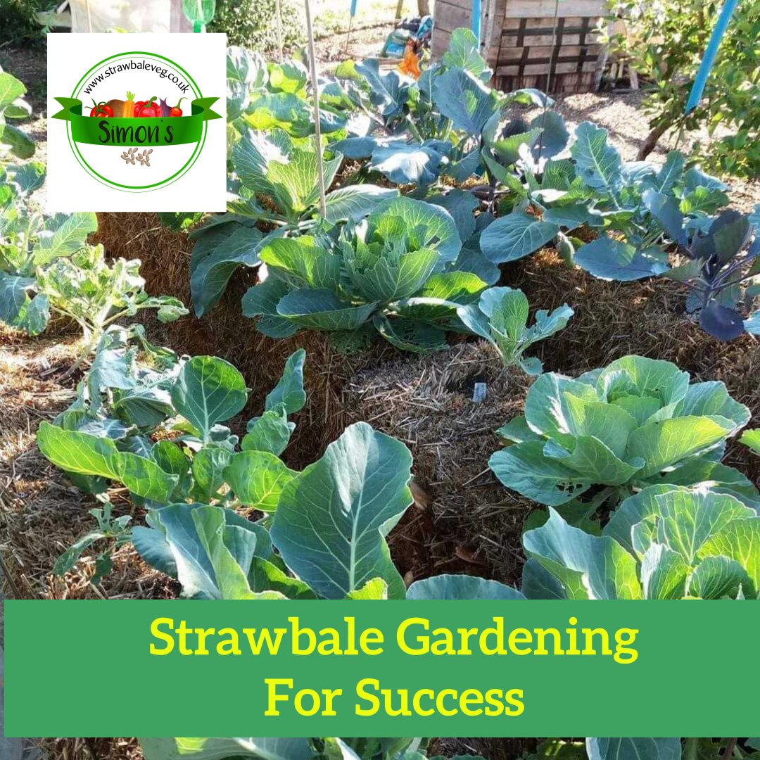 simonsseeds tweet media