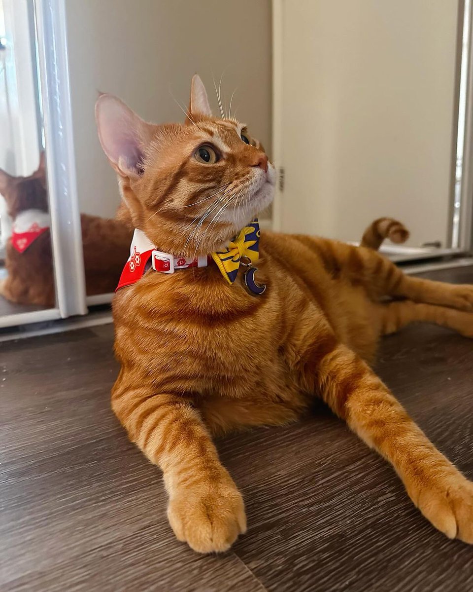 Pawsonify's tweet photo. "True strength is forged through patience."
Caramel is the epitome of grace and power with the Sesshomaru collar! 🐾🌟
#Pawsonify #PetCosplay #AnimePets #PetLovers #AnimeCosplay #PetFashion #CosplayPets #AnimeInspired #PetAccessories #CosplayAnimals #PetCommunity #GeekyPets https://t.co/T6Im2AW06n