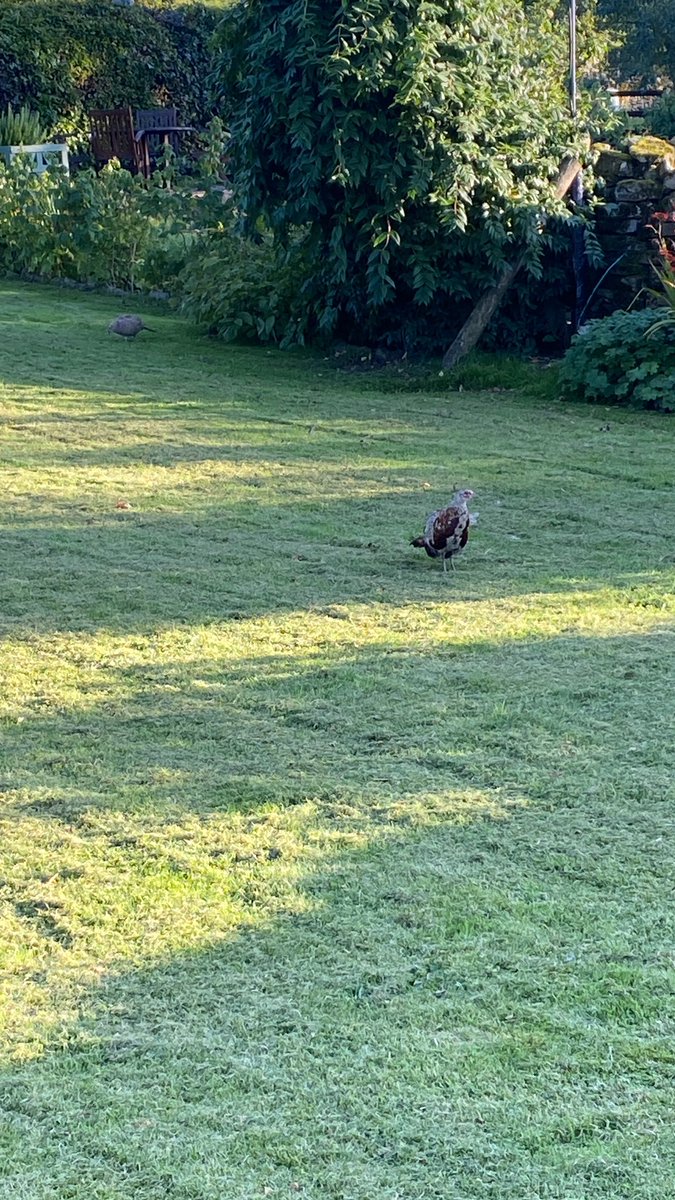 HighBleanBandB's tweet image. Setting sun in Raydaleside with a Sherry cask whisky and some bird company!