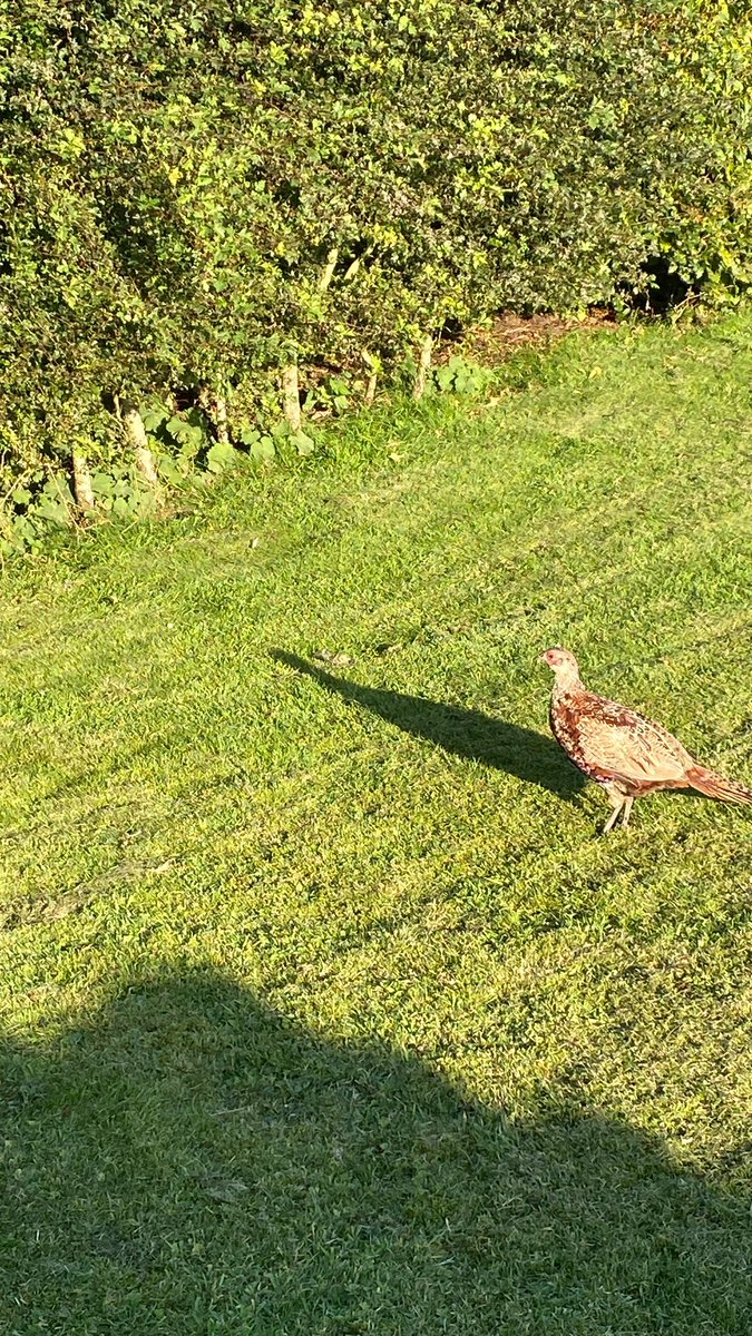 HighBleanBandB's tweet image. Setting sun in Raydaleside with a Sherry cask whisky and some bird company!