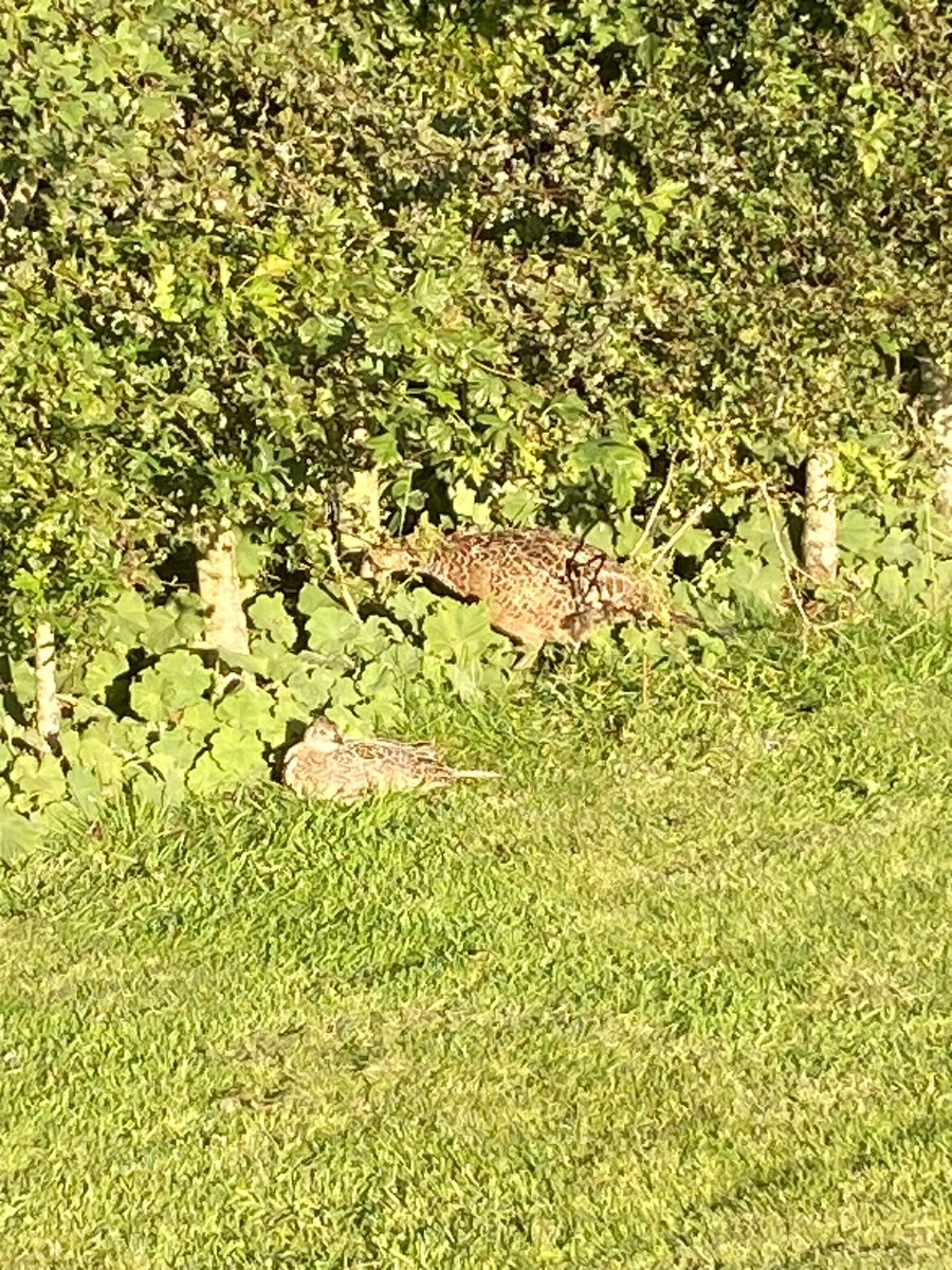 Setting sun in Raydaleside with a Sherry cask whisky and some bird company!