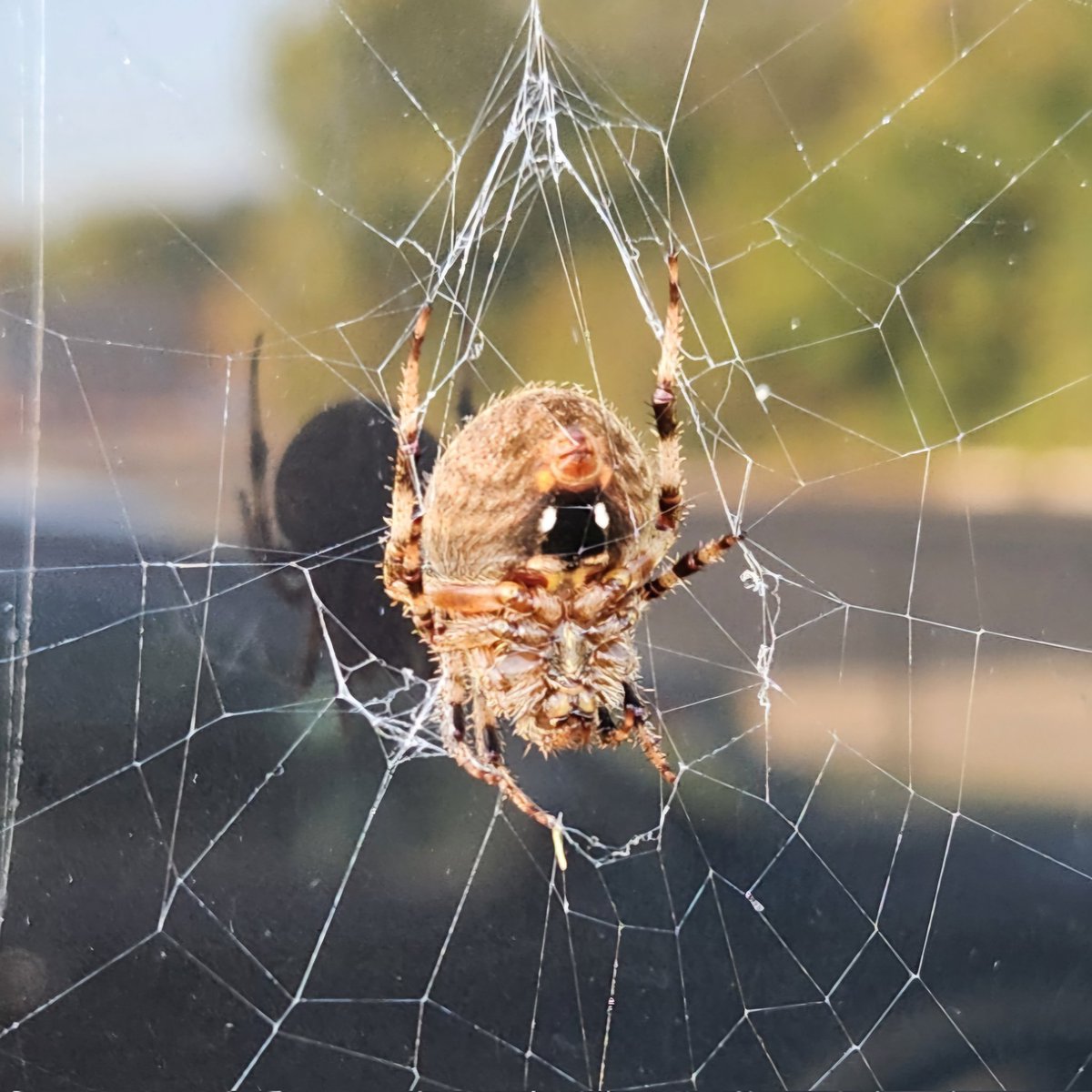 darthtaco313's tweet photo. @EntsocAmerica what kind of spider is this? https://t.co/91iHXT3WMB