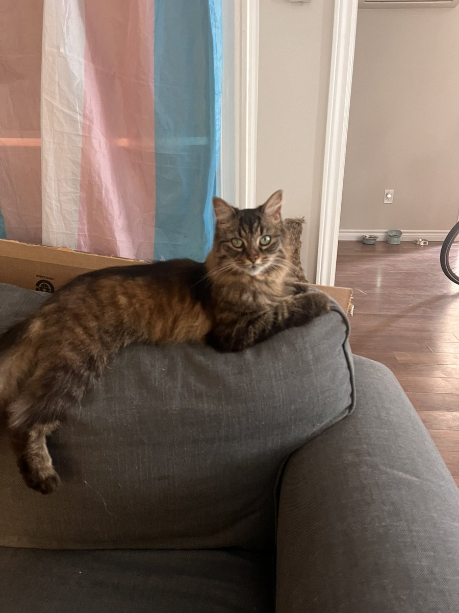 TheForestFaye's tweet photo. I took in what I thought was a street cat for a day but walked them home to their fam when I saw a post on fb of someone worrying about their missing indoor/outdoor cat. 
But Kittn still comes over to visit and have lunch xp https://t.co/VUKlmfqegr