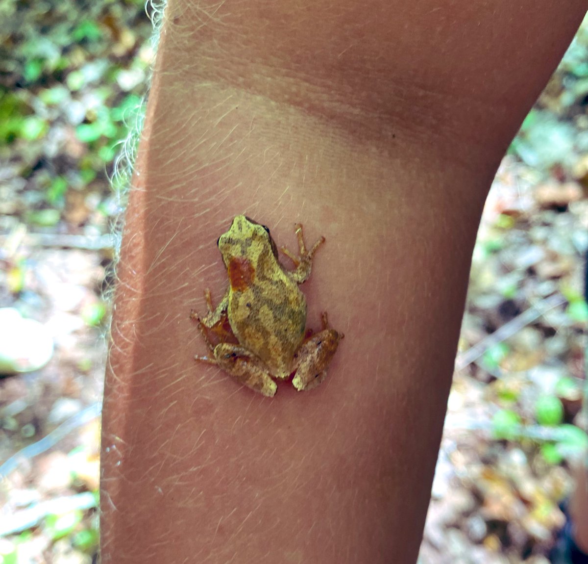 Great day to be in the woods <a href="/DrJCWickwireAca/">WickwireAcademy</a> exploring the local #habitat of the #novascotia wood frog #Lithobatessylvaticus #ŭdagalā <a href="/SSRCE_NS/">South Shore Regional Centre for Education</a> <a href="/HikeNS/">Hike Nova Scotia</a> <a href="/taphens/">taphens</a> #outdoorlearning <a href="/takemeoutside/">Take Me Outside</a>