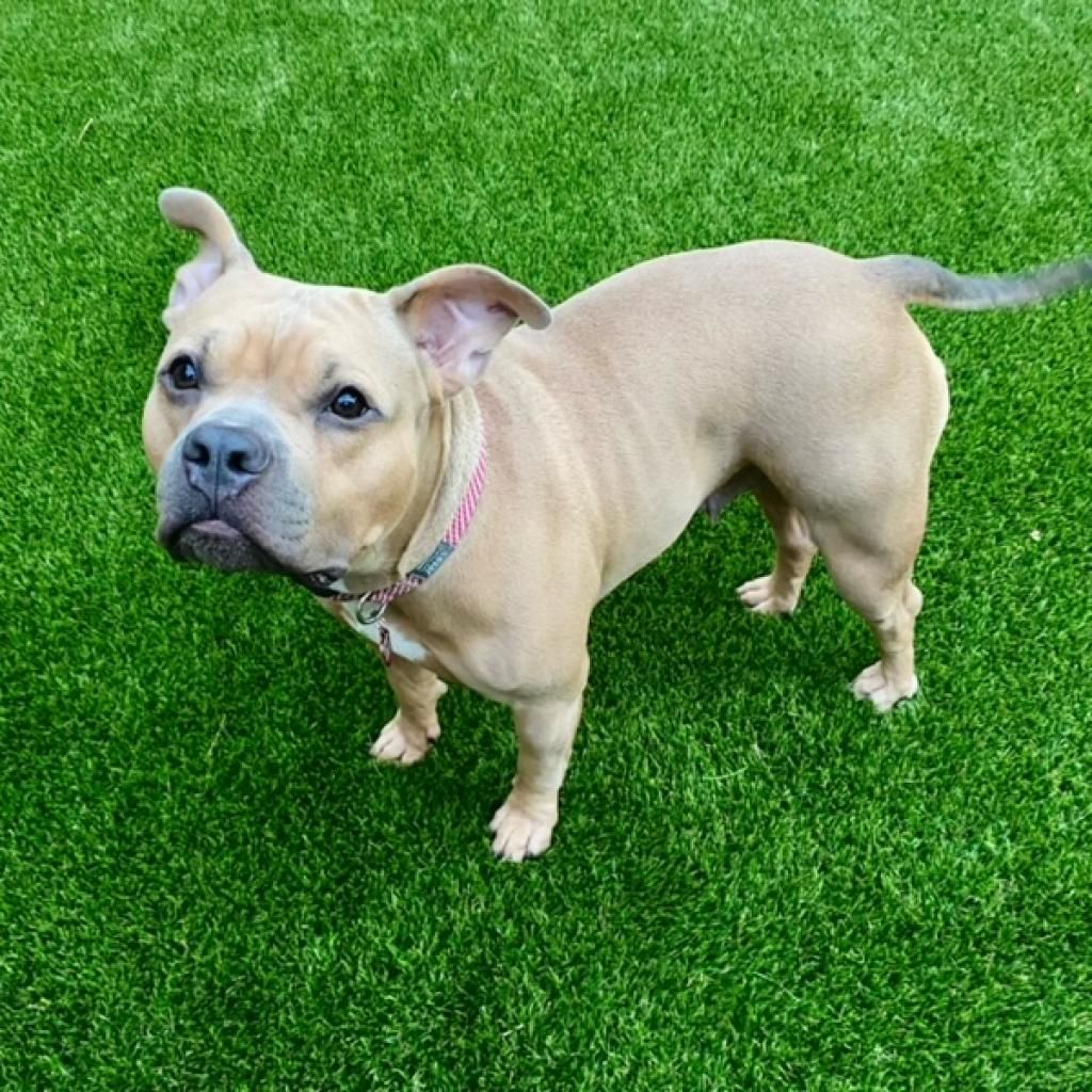 Eastwood_Ranch's tweet photo. Daisy is an adorable, loving, sweet, 2 yo, 50 lbs Pocket Pit/Frenchie. SHE LOVES EVERYONE!! VERY SPECIAL GIRL! Loves to play with other dogs. Great personality! She is fixed, chipped and has her shots.https://t.co/TMPzuAJp21 #adoptdontshop #rescuedog #adoptablepets ##AgouraHIlls https://t.co/1a2DVgulCH