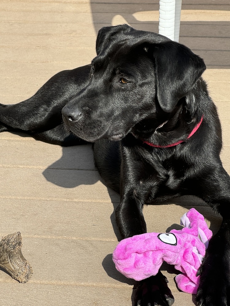 Meet Maya! She is a gorgeous 18-month-old black Labrador Retriever mix with beautiful eyes full of love as she watches you. Maya was suffering from malnutrition and had been mistreated. A tight rope around her neck led to a skin infection.