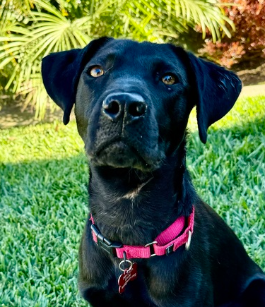 wclrr's tweet photo. Meet Maya! She is a gorgeous 18-month-old black Labrador Retriever mix with beautiful eyes full of love as she watches you. Maya was suffering from malnutrition and had been mistreated. A tight rope around her neck led to a skin infection. https://t.co/QnRBfgqwuk