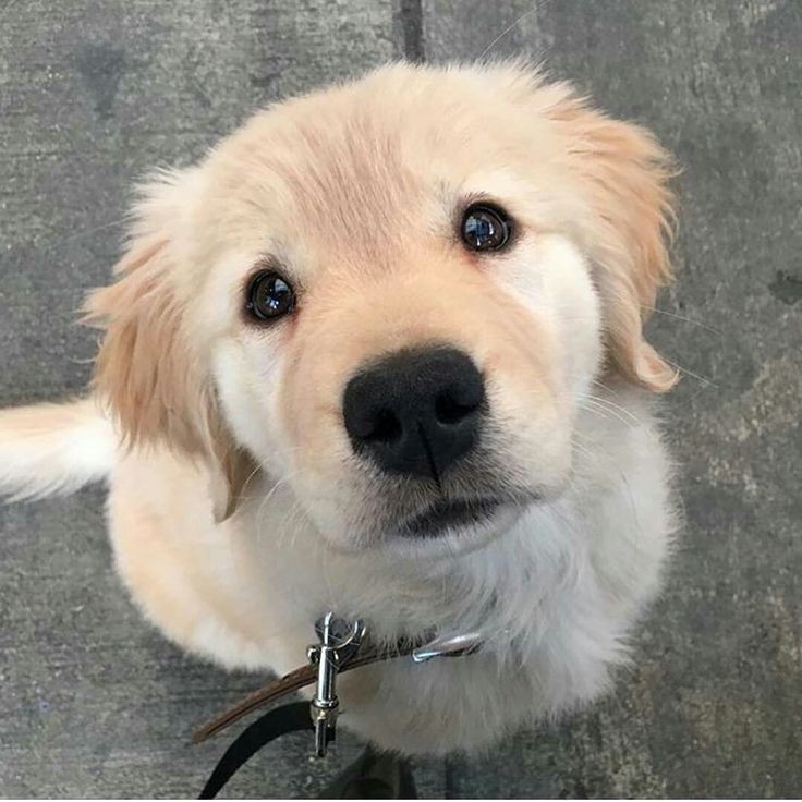 Animal Lover (@animal_fanlover) on Twitter photo 