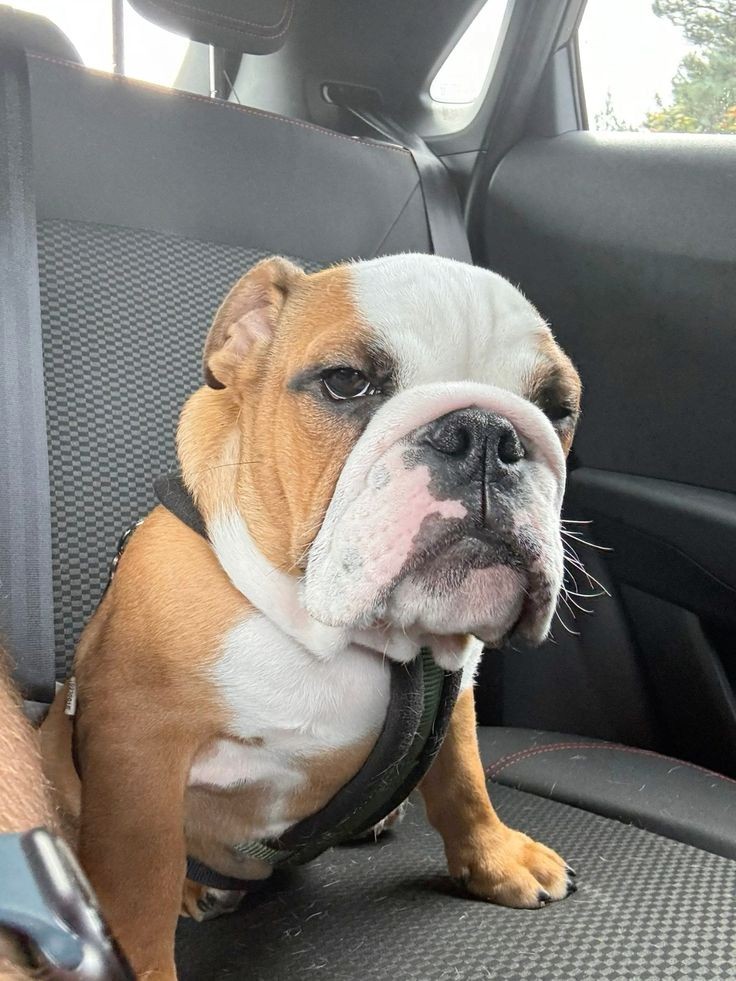 B U L L D O G (@bulldogklub) / Posts / X