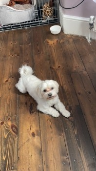 millypod1's tweet photo. GUCIS HOME SAFE. THANKS FOR RT's😊🐕🐾 

🆘17 SEPT 2024 #Lost GUCIS #ScanMe
White Maltese Male 
Ladysmith Avenue #SevenKings #Ilford #IG2 
LAST SEEN WITH A MAN ON A BICYCLE ON WARDS ROAD. LOCAL HELP NEEDED.  https://t.co/1ZL9lcUOTi https://t.co/TcYMU2xPiA