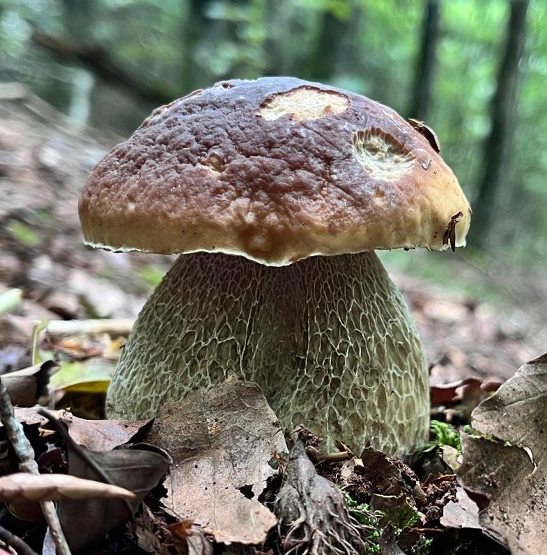 Mushrooms guide 🍄 tweet media