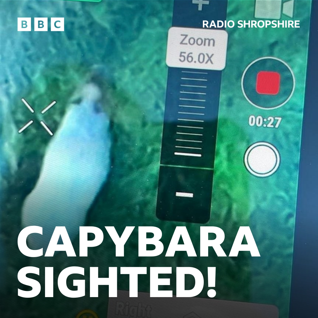 🚁 Cinnamon, Hoo Zoo's capybara escapee, has been spotted from the sky!

👉 bbc.in/4gx8Xw8