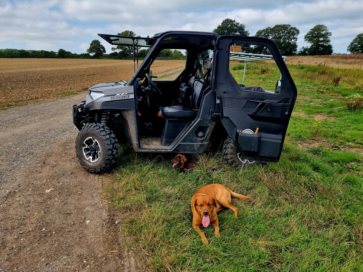 ACountryChap's tweet photo. A few photos from the first picking up day of the season on the partridge. #LittleBrownDog &amp; #BigGingerDog both working hard.

#partridge #partridgeseason #partridgeseason2024 #partridgeshooting #pickingup #pickersup #shooting #gameshooting #gameshootinguk #gameshoots https://t.co/cAH4EhANrm