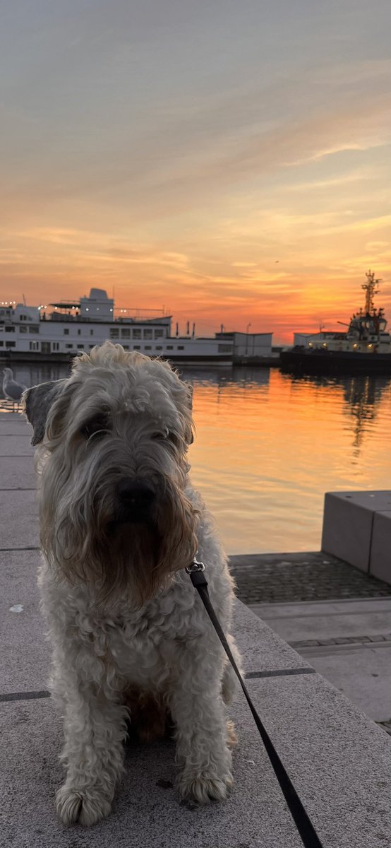 manlinger's tweet image. Hamnpromenad