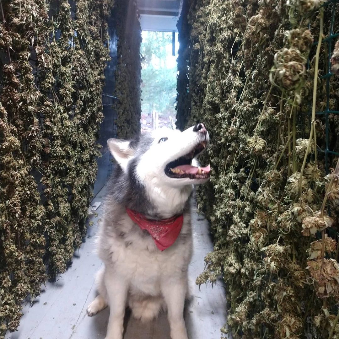 Guard pup! 🐕 

#maryjane #indica #sativa #weed #marijuana #growyourown