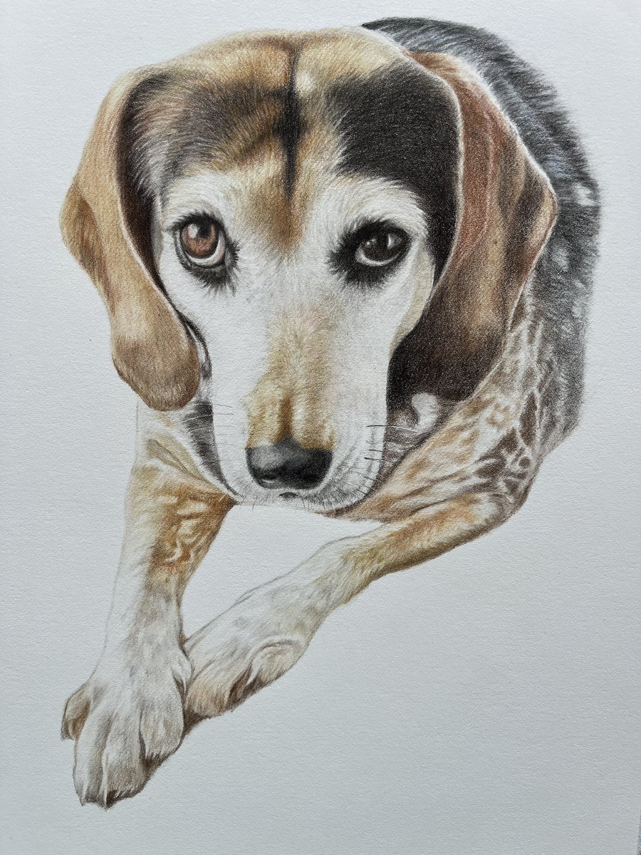 daronherbertart's tweet photo. A recent memorial portrait. #colouredpencil #dogportrait https://t.co/77t6A449Cm