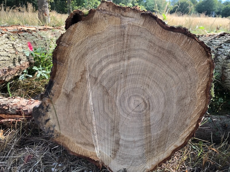 These were 95-year old oaks from a plantation in #Fineshade Wood. "The Assarts" area has just been thinned with most of the best trees left to grow on. These magnificent trunks will now go up for auction and some may end up as furniture. <a href="/ForestryEngland/">Forestry England</a> <a href="/ForestryComm/">Forestry Commission</a>